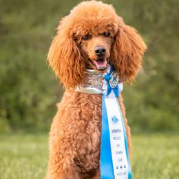 Poodles from Evening Stars Poodles