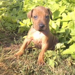 Tank - Rd whtn blk nose male Rhodesian Ridgeback puppy in Carney, Oklahoma from River Run Parson Russell terriers & River Run Ridgebacks