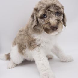 Assorted Doodle Crosses, Bernedoodle, Double Doodle, Goldendoodle, Labradoodle, and Whoodle Puppies from Our Little Farm Life Doodles