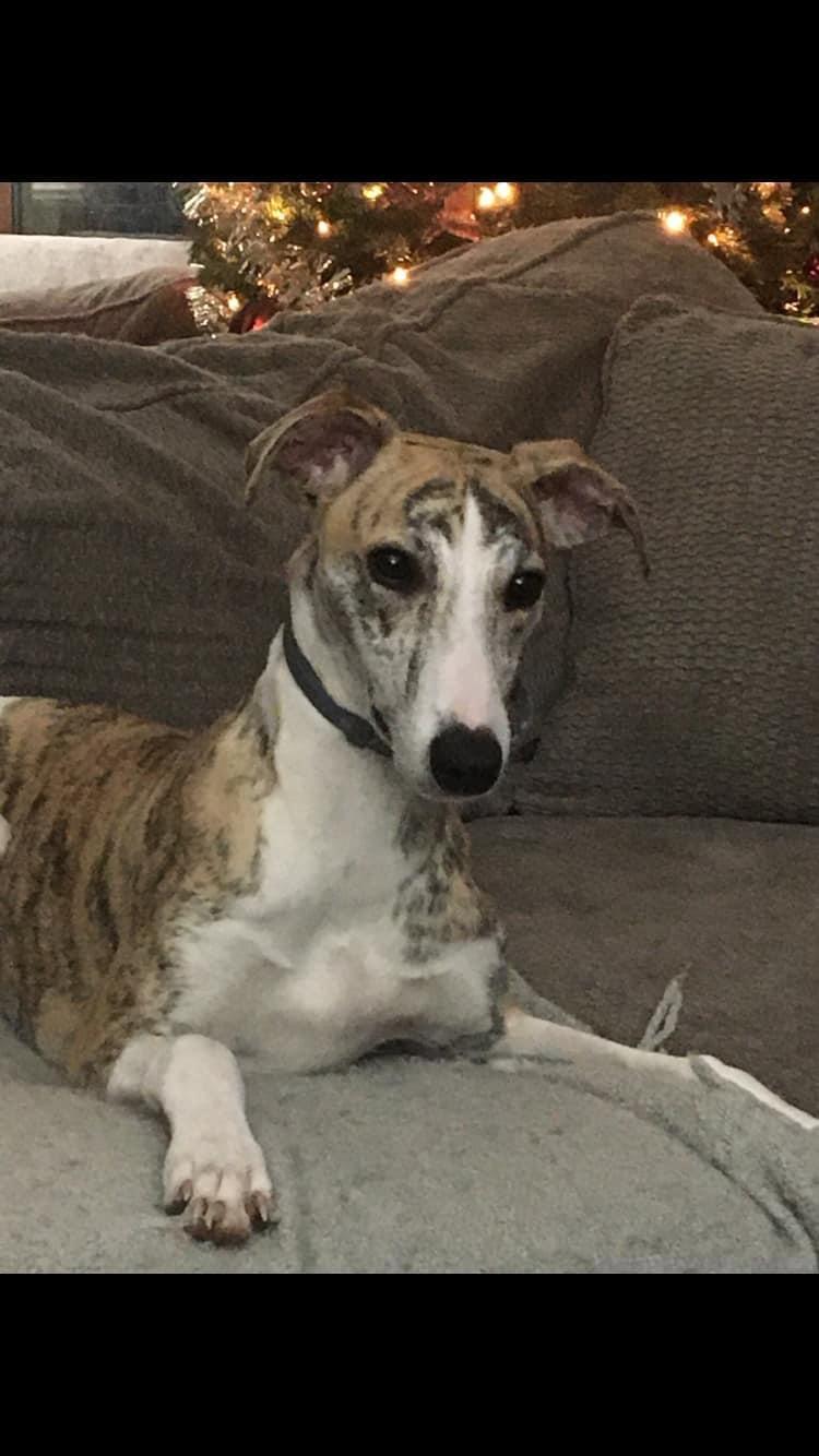 Harris