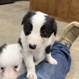 Bailey - Black and white female Border Collie puppy in Washburn, Missouri from BS Farms