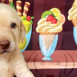Boy 1 - Labrador Retriever puppy in Rogue River, Oregon from PNW Labradors
