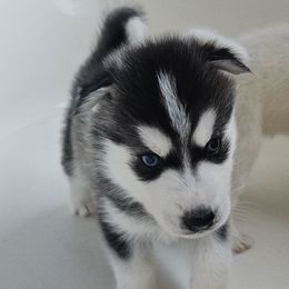 Pomsky Puppies from Peoria Pomskies