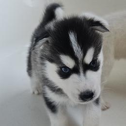 Pomsky Puppies from Peoria Pomskies