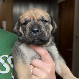 Sol (Rainbow Collar) - Reddish brown female Boerboel puppy in Manitowoc, Wisconsin from Mae Boerboel