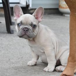 Boxers and French Bulldogs from Rowe Boxers & French Bulldogs