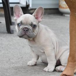 Boxers and French Bulldogs from Rowe Boxers & French Bulldogs