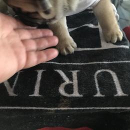 Pug Puppies from Pickwick Pugs