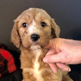 Goldendoodle Puppies from Cindy Totten