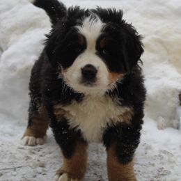 Eva - Bernese Mountain Dog puppy from Arlin Horst's Bernese Mountain Dogs