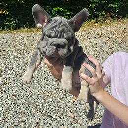 Blue boy - Blue tri-color male Bulldog puppy in Wellsville, New York from Little Bit of Heaven Kennel