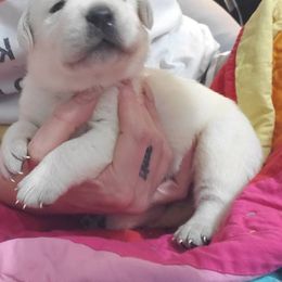 Labrador Retriever Puppies from Texas Finest English Labradors