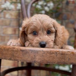 Benedict - Apricot male Cavapoo puppy in Arlington, Texas from Van Haselen Poodles and Doodles