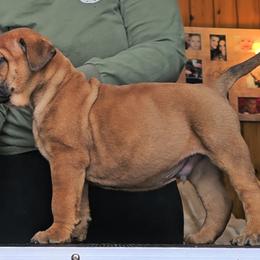 Bullmastiff Puppies from Valkyrie Bullmastiffs