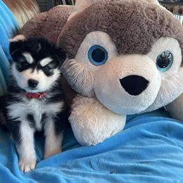 Quincy - Black and white male Siberian Husky puppy in Diamond Lake, Washington from Husky Haven WA