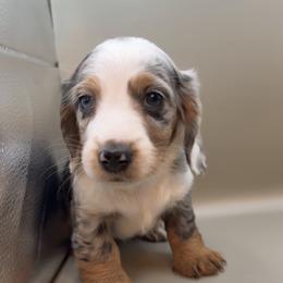 Elara - Dapple female Dachshund puppy in Barstow, California from Kindle & Burrow Dachshunds