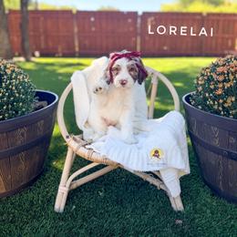 Lorelai - Chocolate female Goldendoodle puppy in Dallas County, Texas from Dream A Little Doodle
