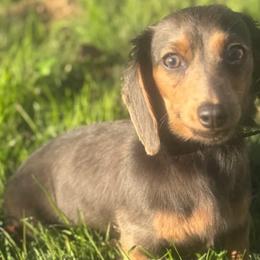 Dachshunds from HD Ranch Dachshunds