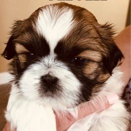 Alvin-Sold - Gold and white Shih Tzu puppy in Manteca, California from Beauty's Shih Tzu (California)