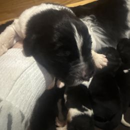 Boy 4 - White and black male Newfoundland puppy in Saukville, Wisconsin from Crossroads Canines ~ Brussels Griffon and Newfoundland Dogs