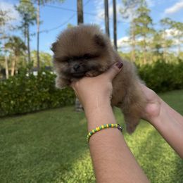 Tiny Mochi - Orange sable male Pomeranian puppy in Naples, Florida from 🤎 Dreaming Puppies 🐶