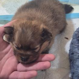 Ginger bread - Orange sable male Pomeranian puppy in Adairsville, Georgia from BE North GA Pomeranians