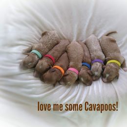 Bernedoodle and Cavapoo Puppies from Wag'in Tails