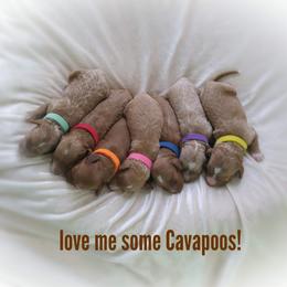 Bernedoodle and Cavapoo Puppies from Wag'in Tails