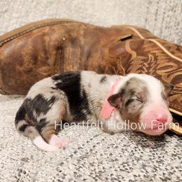 Girl 1 - Blue merle Australian Shepherd puppy in West Virginia from Heartfelt Hollow Farm