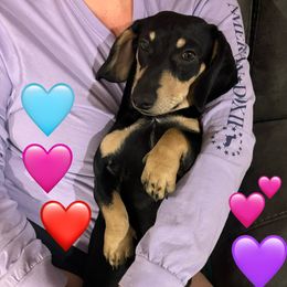 Archer - Dachshund