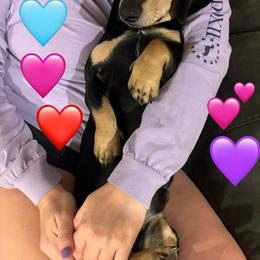 Archer - Dachshund