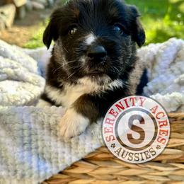 Red Collar - Black tri-color male Australian Shepherd puppy in Winston Salem, North Carolina from Serenity Acres Aussies