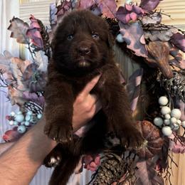 Pumpkin - Liver male German Shepherd puppy in Watervliet, Michigan from M&M Shepherd Farms