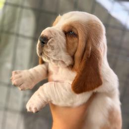 Brooks - Red and white male Basset Hound puppy in Conway, Missouri from Ozark Mountain Kennel