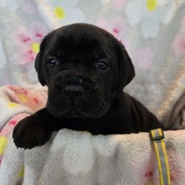 Yellow Collar - Black female Cane Corso puppy in Pylesville, Maryland from Safe Haven Cane Corso