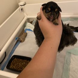Schnoodle Puppies from Noodle Tings Puppies