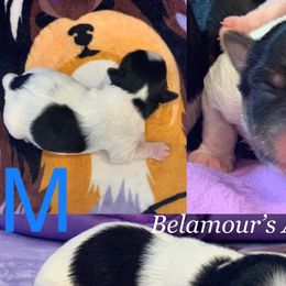 Boy 2 - Biewer Terrier puppy in Brooklyn, New York from Belamour Toys • Biewer Terriers & Maltese