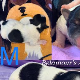 Boy 2 - Biewer Terrier puppy in Brooklyn, New York from Belamour Toys • Biewer Terriers & Maltese