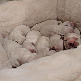 3 boys - Light golden male Golden Retriever puppy in Roseburg, Oregon from Unbound Goldens