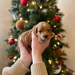 Tinsel - Red  male Goldendoodle puppy in Indianapolis, Indiana from Indy Doodle Co.