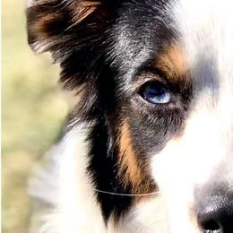 Kidd - Toy Australian Shepherd
