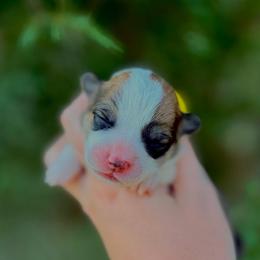 Girl 2 - Red female Pembroke Welsh Corgi puppy in Yulee, Florida from Pembroke Welsh Corgis at Belle Haven