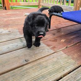 Aragorn - Blue - Black male German Shepherd puppy in Pine Bush, New York from Ahnenwätcher GSD