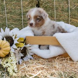 Australian Shepherd Puppies from Sweet Meadow Farms