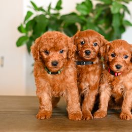 Aussiedoodle, Bernedoodle, Cavapoo, Goldendoodle, Irish Doodle, and Poodle Puppies from Sun Valley Goldendoodles
