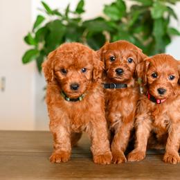 Aussiedoodle, Bernedoodle, Cavapoo, Goldendoodle, Irish Doodle, and Poodle Puppies from Sun Valley Goldendoodles