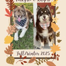 Siberian Husky puppies from Felwinter Woolies