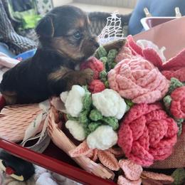Rainie - Black and tan female Yorkshire Terrier puppy in Tacoma, Washington from Anks Toys Yorkshire terriers