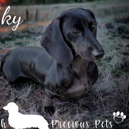 Sky - Dachshund