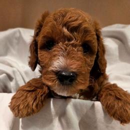 Blaze - Red  male Poodle puppy in Dolan Springs, Arizona from High Desert Companions